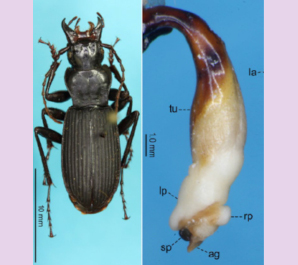 久保田副学長の共著論文が、国際誌Check Listに掲載されました。